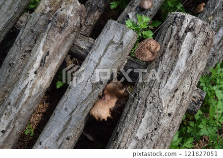 Mushroom log cultivation 121827051