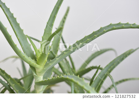 蘆薈 蘆薈 121827532