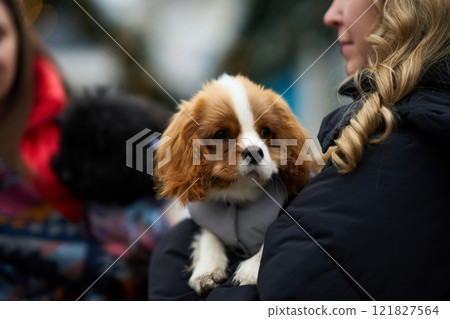 Small dog held by a person outdoors with other people and pets nearby in a winter setting Small dog held by a person outdoors with other people and pets nearby in a winter setting 121827564