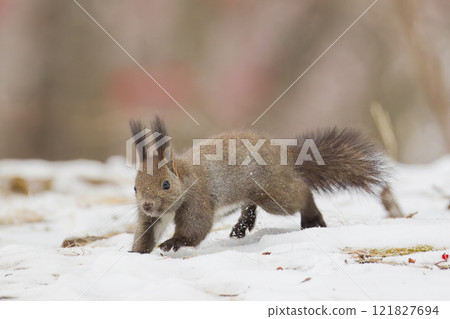 埃佐里斯跳躍 埃佐里斯跳躍 121827694