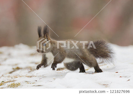 埃佐里斯跳躍 121827696