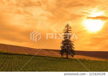 [Biei Town Christmas tree evening view] 121828108