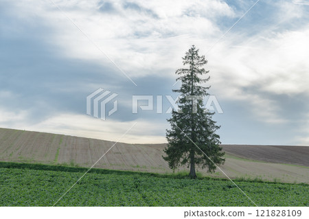 [Biei Town Christmas Tree] 121828109