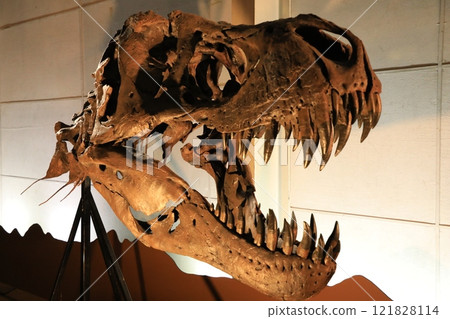 霸王龍化石(日本) 霸王龍化石(日本) 121828114