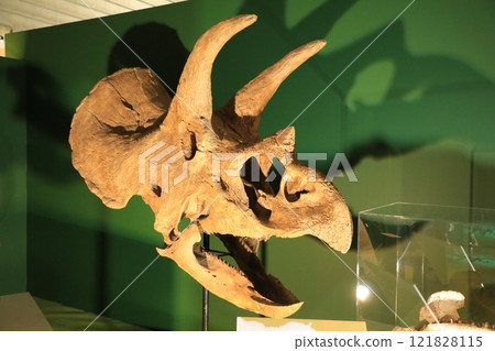 Triceratops fossil (Japan) 121828115
