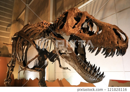 Tyrannosaurus fossil (Japan) Tyrannosaurus fossil (Japan) 121828116