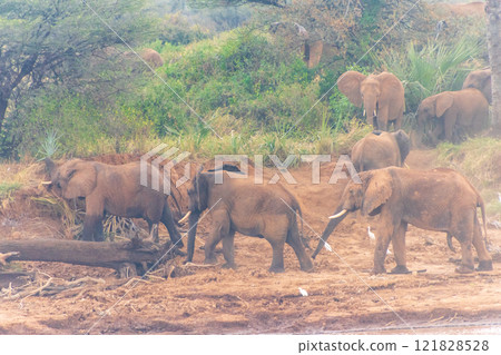 African elephants in Samburu National Reserve 121828528