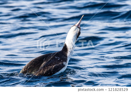 An Antarctic Shag at Mikkelsen Harbour 121828529