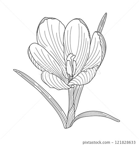 Crocus spring flower tender wildlife plant with stem and leaves, outline hand drawn vector illustration, floral design element, graphic clipart for invitation, card, wedding decor, botanical line art Crocus spring flower tender wildlife plant with stem and leaves, outline hand drawn vector illustration, floral design element, graphic clipart for invitation, card, wedding decor, botanical line art 121828633