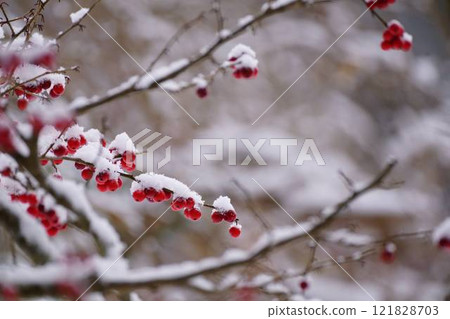雪和紅南天果 121828703