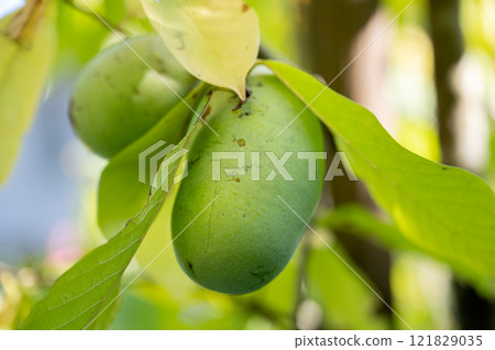 Beautiful juicy asimina fruit growing on a tree Beautiful juicy asimina fruit growing on a tree 121829035