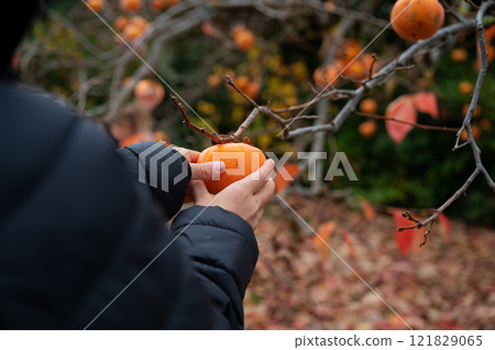 Child picking a ripe persimmon fruit from a tree 121829065