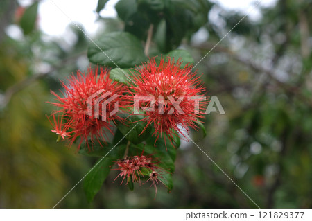 Red  bush willow flowers 121829377