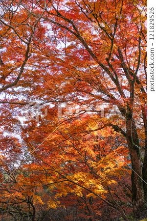 Kasagidera Temple (Kyoto Prefecture) - Tour of the training grounds - Autumn leaves at the entrance Kasagidera Temple (Kyoto Prefecture) - Tour of the training grounds - Autumn leaves at the entrance 121829526