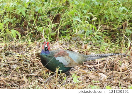 A pheasant looking at me A pheasant looking at me 121830391