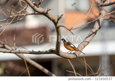 Daurian Redstart perched on a tree Daurian Redstart perched on a tree 121830537