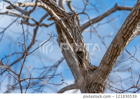 侏儒啄木鳥棲息在樹上 121830539