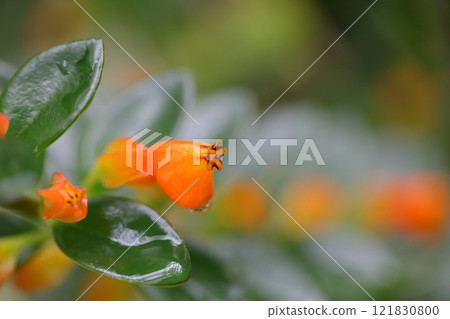 Nematanthus gregarius flowers and raindrops Nematanthus gregarius flowers and raindrops 121830800