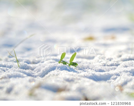 Leaves playing in the snow Leaves playing in the snow 121830968