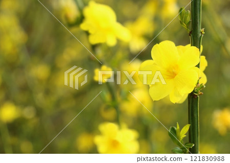 The Oubaino flowers are in full bloom 121830988