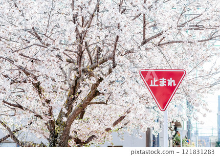 Cherry blossom trees in full bloom and a "Stop" sign Cherry blossom trees in full bloom and a "Stop" sign 121831283