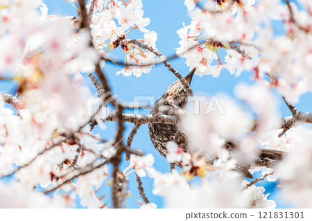 A brown-eared bulbul sucking cherry blossom nectar 121831301