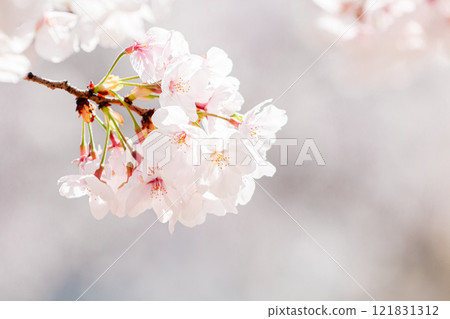 Cherry blossom close up 121831312