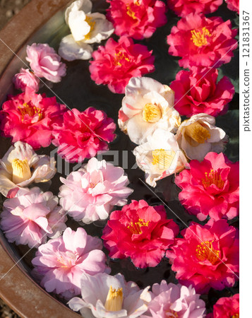 sasanqua flower wash 121831367