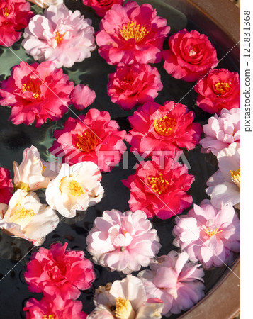 sasanqua flower wash 121831368