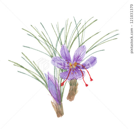 番紅花畫水彩 121831370