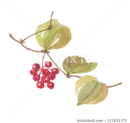 Sankirai 畫水彩 Sarutoiribara 121831373