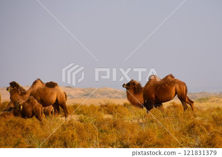 A herd of camels grazing in the desert A herd of camels grazing in the desert 121831379