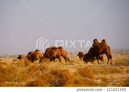 A herd of camels grazing in the desert 121831380