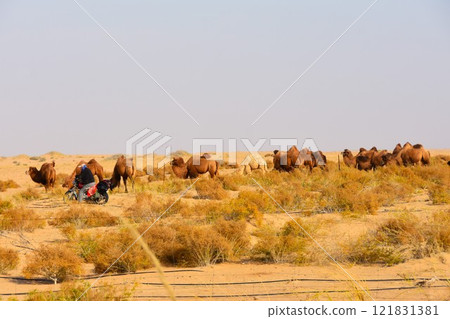 A herd of camels grazing in the desert 121831381