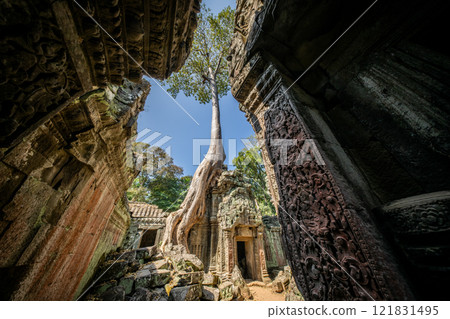 Cambodia Angkor Wat Ta Prohm 121831495
