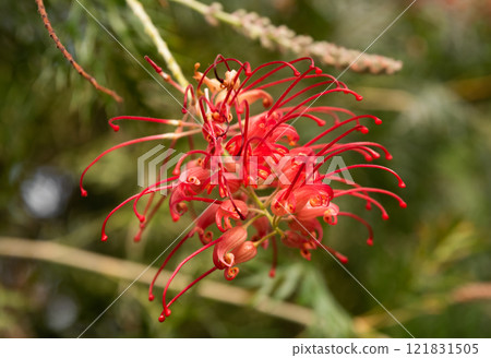 Close-up of Grevillea 'Robyn Gordon', a striking red flower native to Queensland, Australia, from the Proteaceae family, in natural sunlight 121831505