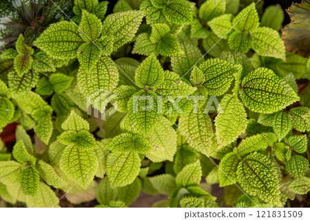 Close-up of bright green Pilea mollis plants with textured, wrinkled leaves. Botanical detail of tropical foliage. Top view with soft natural lighting Close-up of bright green Pilea mollis plants with textured, wrinkled leaves. Botanical detail of tropical foliage. Top view with soft natural lighting 121831509