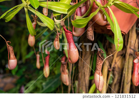 Tropical pitcher plants with red and green traps hanging gracefully, showcasing their carnivorous nature in a lush jungle setting 121831512