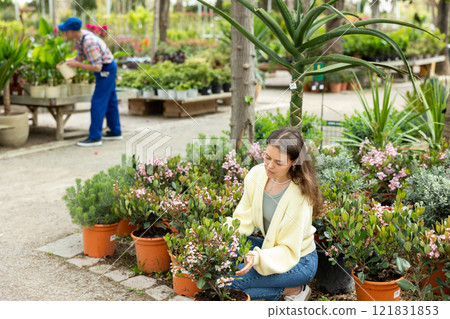 In flower shop, girl chooses flowering rhaphiolepis plant for outdoor garden decor In flower shop, girl chooses flowering rhaphiolepis plant for outdoor garden decor 121831853