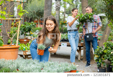 Female shopper choosing potted Helichrysum tianschanicum at garden center Female shopper choosing potted Helichrysum tianschanicum at garden center 121831871