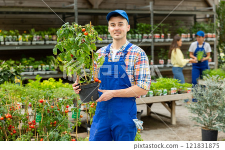 Man employee of garden hypermarket holds pot of indoor decorative cherry tomatoes in hands. Man employee of garden hypermarket holds pot of indoor decorative cherry tomatoes in hands. 121831875