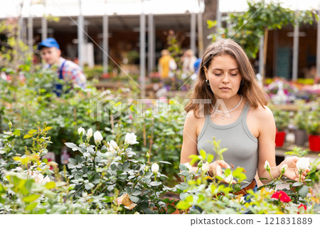 Girl near showcase with rose bushes chooses plant for decorating house flower bed in courtyard 121831889