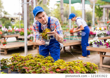 Worker examining colorful leaves of potted Coleus blumei in garden center Worker examining colorful leaves of potted Coleus blumei in garden center 121831922