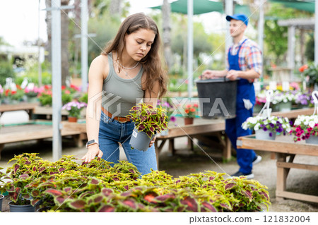 In flower shop, customer chooses solenostemon plant to decorate room, balcony, terrace 121832004