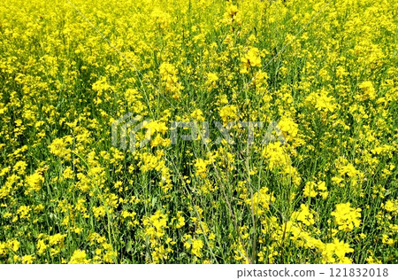 field of rapeseed field of rapeseed 121832018