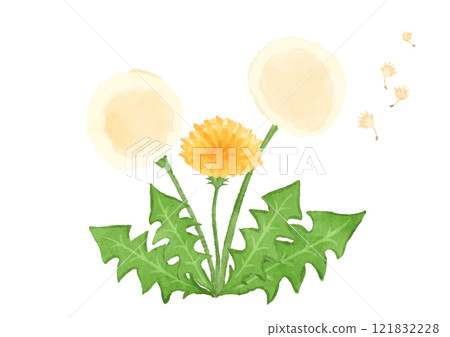 Dandelion flower and fluff illustration 121832228