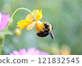 A carpenter bee flies in search of nectar from the cosmos 121832545