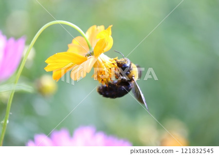 A carpenter bee flies in search of nectar from the cosmos 121832545