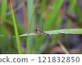 A female dragonfly resting on a leaf 121832850