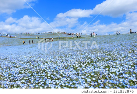 Nemophila in full bloom/Miharashi no Oka 121832976